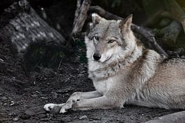 Beobachten. Die Wölfin liegt schön auf dem Boden, imposant liegt sie. Mächtiges graziöses Tier im He von Michael Semenov