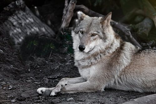 Watching. she-wolf female lies beautifully on the ground, imposingly lies. Powerful graceful animal 