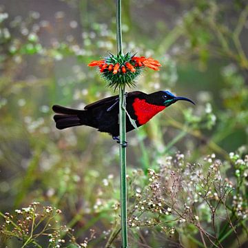 Scarlet honey sucker (honey bird) on a stem