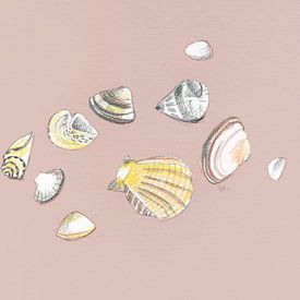 Seashells selection by ART Eva Maria