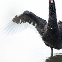 Black Swan