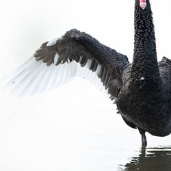 Schwarzer Schwan
