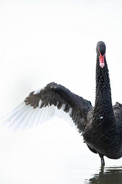 Black Swan by Sander Meertins