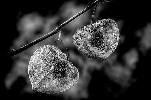 Physalis (zwart-wit, verweerd)