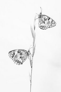 Doppelt mit und schwarz