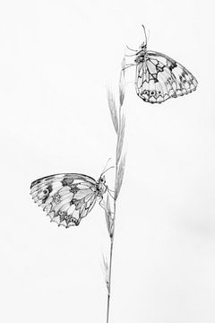 Black and white double