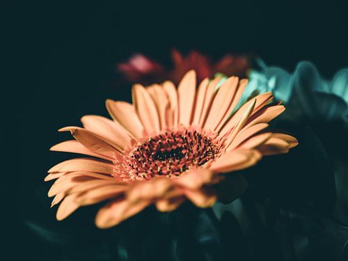 Vintage bloemen en kleuren