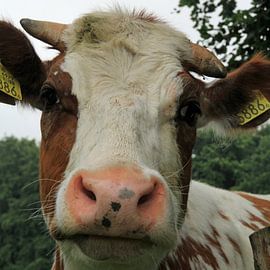 Je hebt mijn nummer by Fred Vester