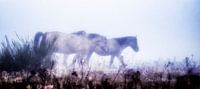 Wilde paarden in de mist van Rigo Meens thumbnail