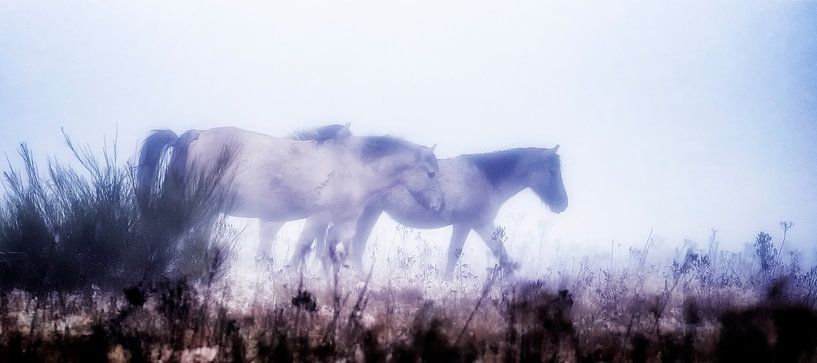 Wilde paarden in de mist van Rigo Meens