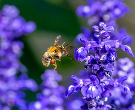 Ackerummel fliegt zu einer Salbei Blüte von ManfredFotos