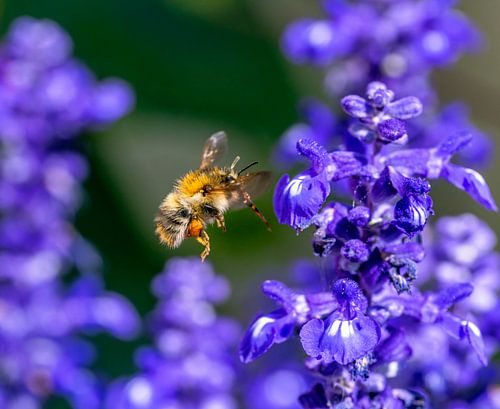 Hommel vliegt naar saliebloesem