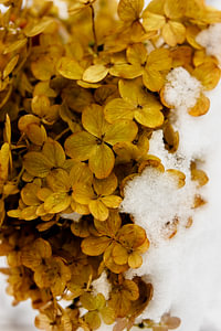 Goldene Hortensie mit Schnee – winterliche botanische Nahaufnahme | ruhige Wandkunst