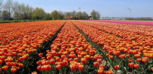 Tulpenvelden in de Noordoostpolder