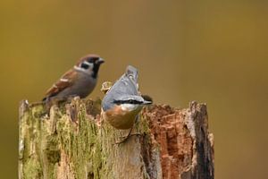 Boomklever en ringmus op boomstam