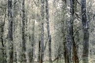 layers of a forest van jowan iven thumbnail