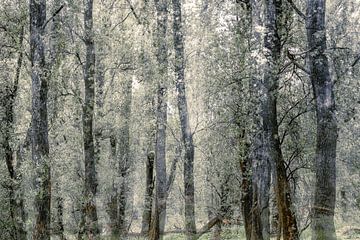 les couches d'une forêt sur jowan iven