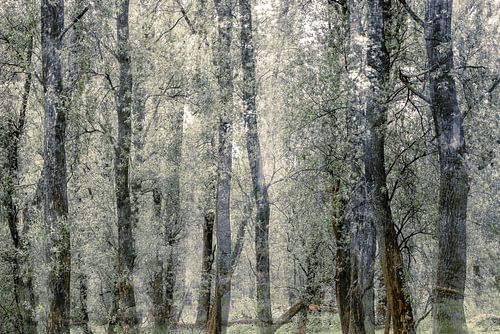 Schichten eines Waldes