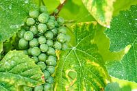 Groene druiven
