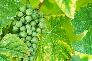 Groene druiven
