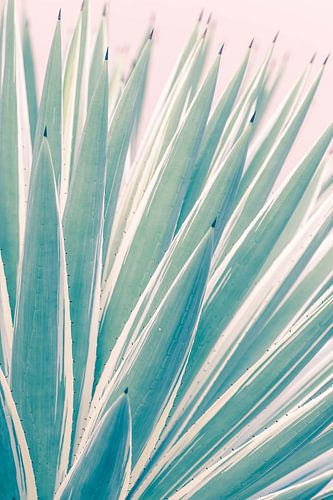 Stylish agave plant in pastel colours