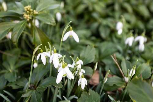 De eerste bloemen in de Emsland-tuin.