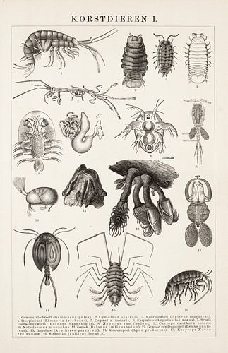 Antieke gravure Schaaldieren I