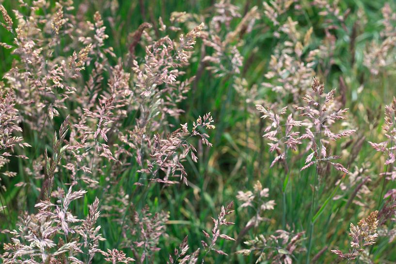 Grasses by Thomas Jäger