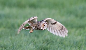 Waldohreule von Klaas Akkerman