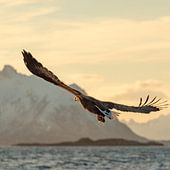 Arctique