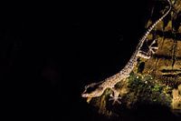 Lézard de Tokeh dans l'obscurité