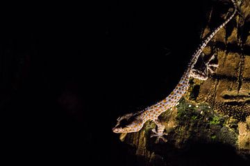 Tokeh lizard in the dark by Bart Hageman Photography
