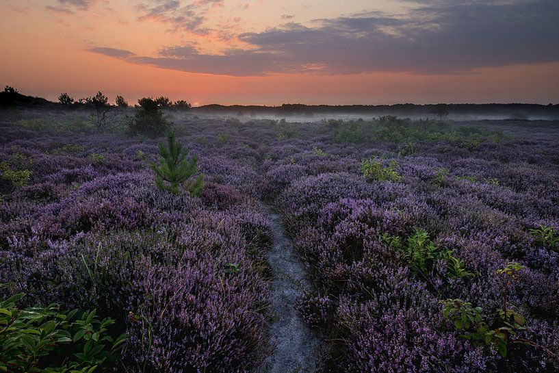 Heather path with fog by peterheinspictures
