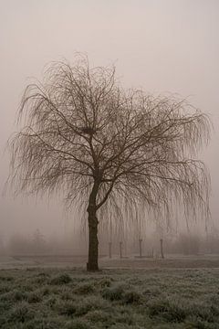 Kahler Baum an einem nebligen Morgen von Imagination by Mieke