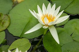 Blühende Seerose in einem Teich von Albert Brunsting