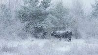 Sneeuwstorm