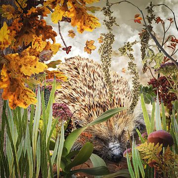 Hedgehog looks for food by Klaartje Majoor