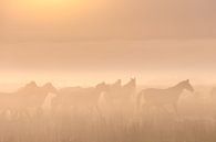 Konik-Pferde im Nebel an einem schönen nebligen Frühlingsmorgen im Nationalpark Lauwersmeer von Bas Meelker Miniaturansicht