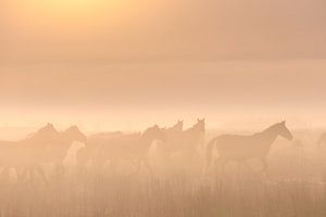 Konik-Pferde im Nebel an einem schönen nebligen Frühlingsmorgen im Nationalpark Lauwersmeer