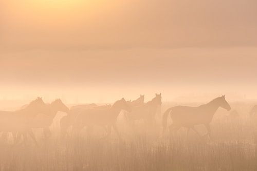 Konikpaarden in de mist op een mooie mistige lente ochtend in het nationaal park Lauwersmeer