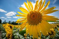 Strahlende Sonnenblume gegen blaues Licht von Fotografiecor .nl Miniaturansicht