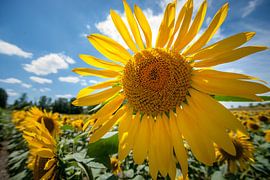Bright yellow sunflower field with deep blue sky by Fotografiecor .nl