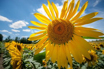 Strahlende Sonnenblume gegen blaues Licht von Fotografiecor .nl