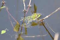 Green frog