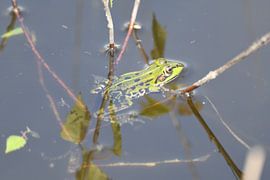 Green frog by Hans Ammerlaan