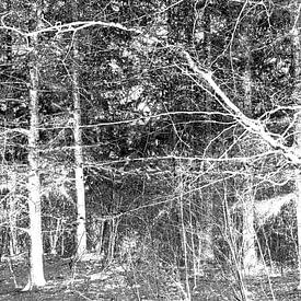 Forêt graphique sur Marion Kraus