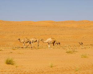 Kamelen in de woestijn van Lisette van Leeuwen
