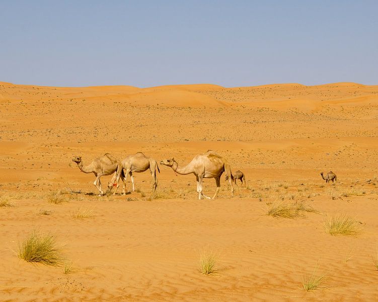 Camels in the desert by Lisette van Leeuwen