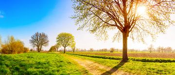 Spring in Emsland by Günter Albers