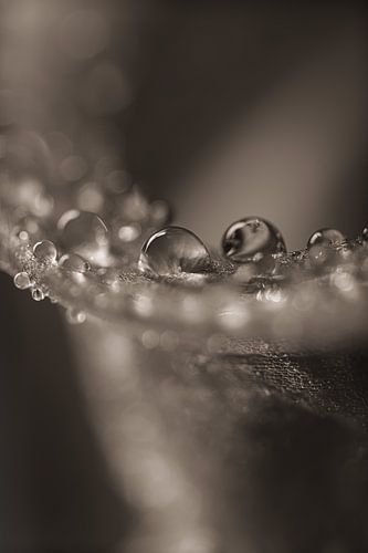 Druppels liggend op het bloemblaadje